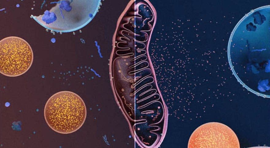Discovering Novel Autophagy Activators - Korolchuk Lab